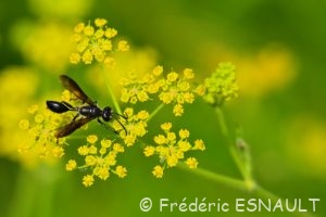 Isodonte mexicaine (Isodontia mexicana)