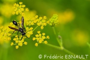 Isodonte mexicaine (Isodontia mexicana)