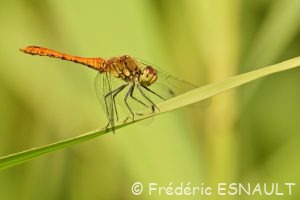 Sympétrum sanguin (Sympetrum sanguineum)