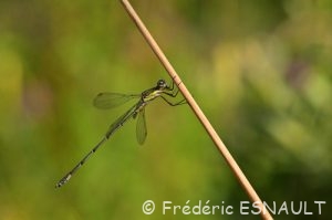 Leste vert (Lestes viridis)
