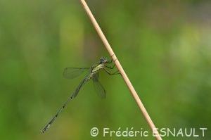 Leste vert (Lestes viridis)