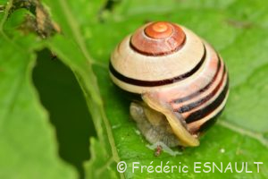 Escargot des bois ou des haies ou des jardins (Cepaea sp.)