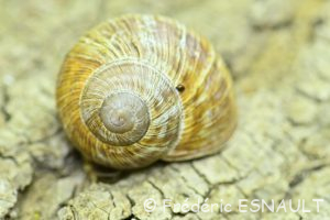 Escargot de Bourgogne (Helix pomatia)