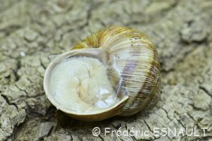 Escargot de Bourgogne (Helix pomatia)