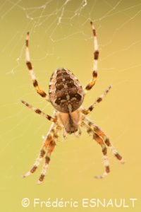L'Épeire diadème (Araneus diadematus)