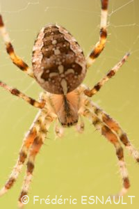 L'Épeire diadème (Araneus diadematus)