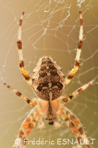 L'Épeire diadème (Araneus diadematus)