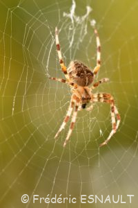L'Épeire diadème (Araneus diadematus)
