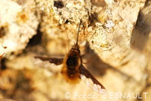 grand Bombyle (Bombylius major)
