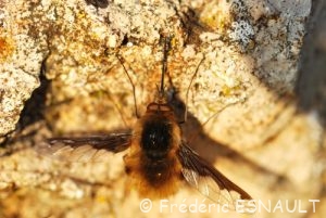 grand Bombyle (Bombylius major)