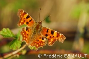 Robert-le-diable (Polygonia c-album)