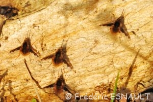 grand Bombyle (Bombylius major)
