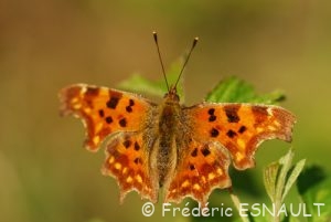 Robert-le-diable (Polygonia c-album)