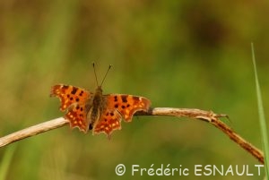 Robert-le-diable (Polygonia c-album)