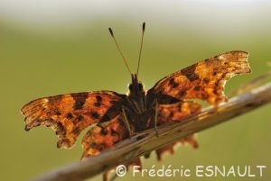 Robert-le-diable (Polygonia c-album)