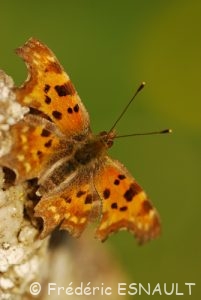 Robert-le-diable (Polygonia c-album)