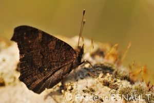 Paon du jour (Aglais io)