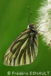 Piéride du navet (Pieris napi)