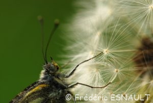 Piéride du navet (Pieris napi)
