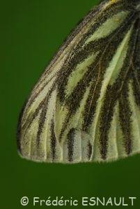 Piéride du navet (Pieris napi)