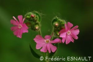 Silène dioïque (Silene dioica)