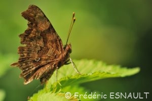Robert-le-diable (Polygonia c-album)