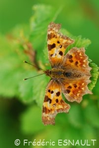 Robert-le-diable (Polygonia c-album)