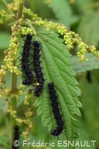 Chenille du Paon du jour (Aglais io)