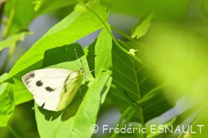 Piéride du navet (Pieris napi)