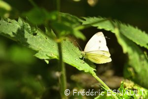 Piéride du navet (Pieris napi)