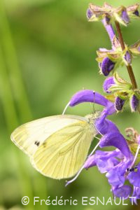 Piéride du navet (Pieris napi)