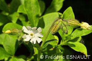 Compagnon blanc ou Silène à larges feuilles (Silene latifolia)