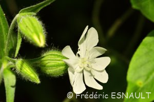 Compagnon blanc ou Silène à larges feuilles (Silene latifolia)