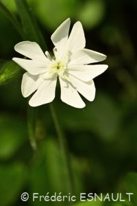 Compagnon blanc ou Silène à larges feuilles (Silene latifolia)