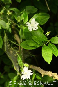 Compagnon blanc ou Silène à larges feuilles (Silene latifolia)