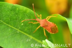 Punaise des noisettes (Gonocerus acuteangulatus)