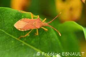Punaise des noisettes (Gonocerus acuteangulatus)