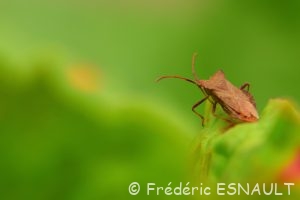 Punaise des noisettes (Gonocerus acuteangulatus)