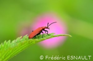 Cardinal à tête rouge (Pyrochroa serraticornis)