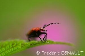 Cardinal à tête rouge (Pyrochroa serraticornis)