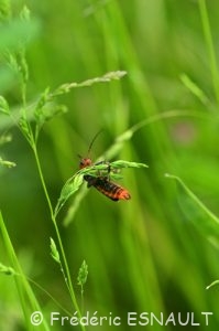 Le Téléphore brun (Cantharis fusca)