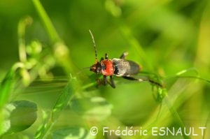 Le Téléphore brun (Cantharis fusca)