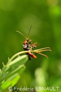 Le Téléphore brun (Cantharis fusca)