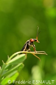 Le Téléphore brun (Cantharis fusca)