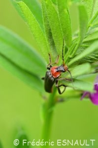 Le Téléphore brun (Cantharis fusca)