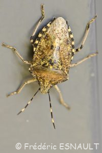 Punaise nébuleuse (Rhaphigaster nebulosa)