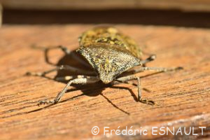 Punaise nébuleuse (Rhaphigaster nebulosa)