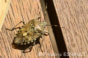 Punaise nébuleuse (Rhaphigaster nebulosa)