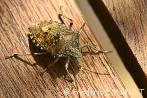 Punaise nébuleuse (Rhaphigaster nebulosa)