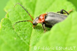 Téléphore sombre (Cantharis fusca)